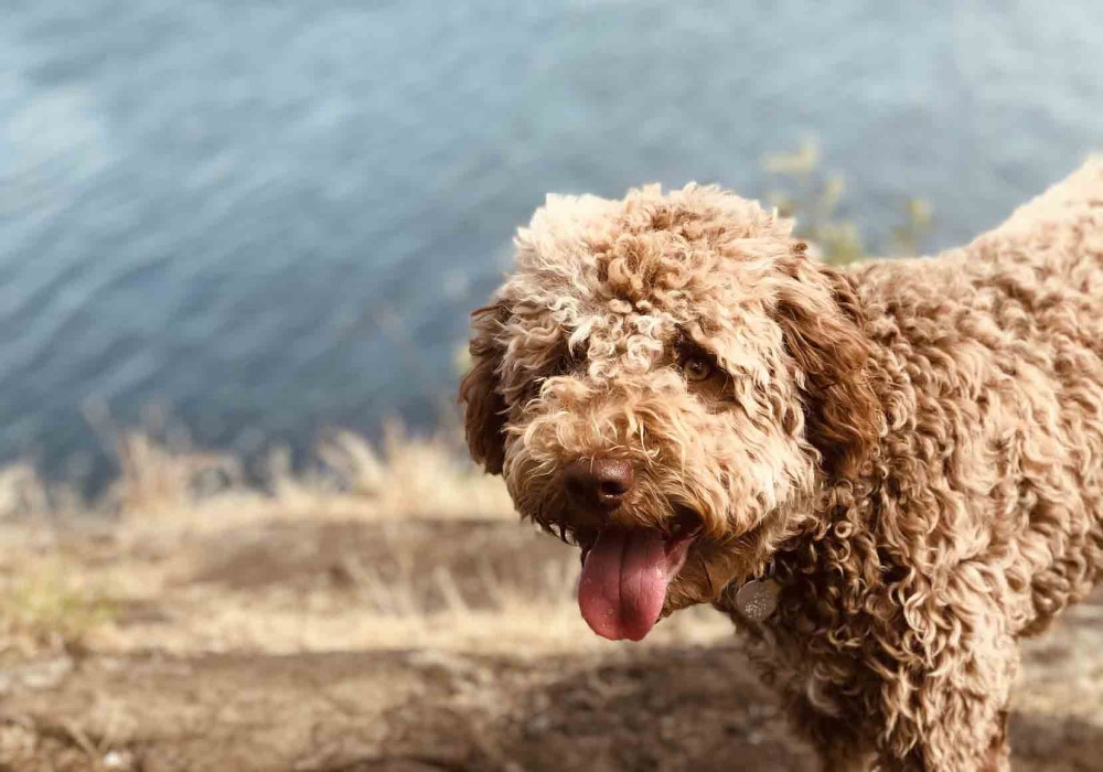 lagotto