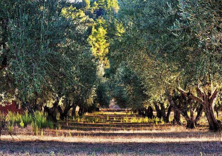 alberi olive