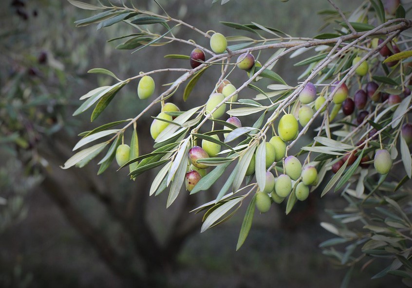 olive dettaglio