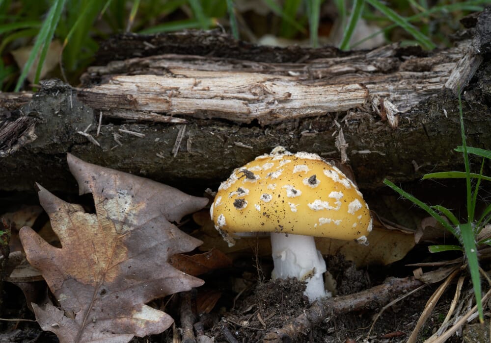 amanita4