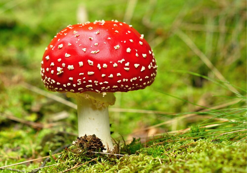 amanita muscaria