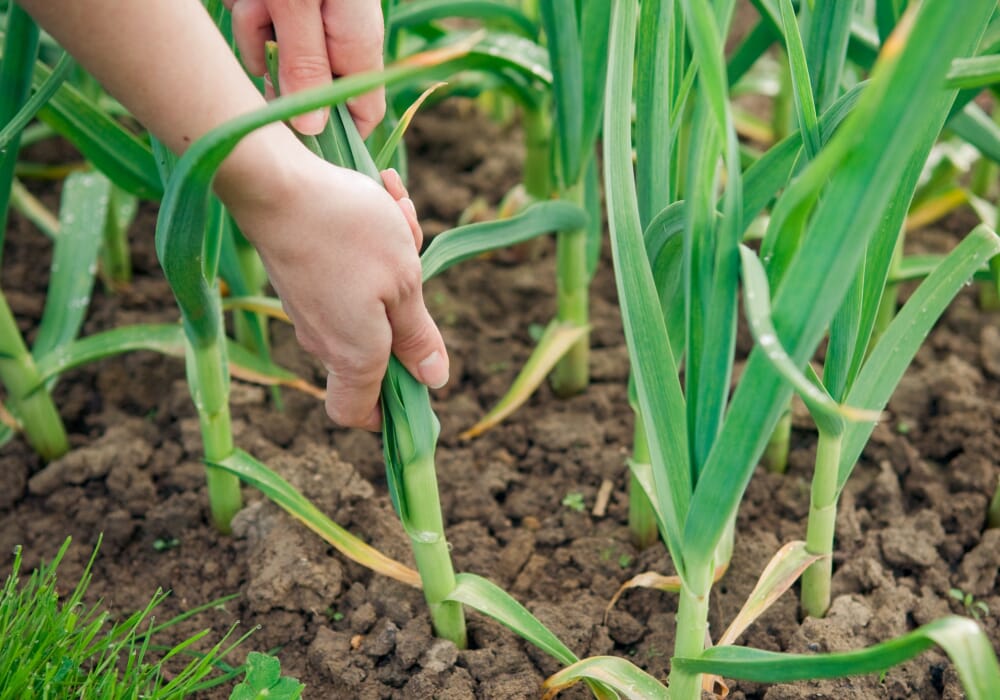 aglio piante orto