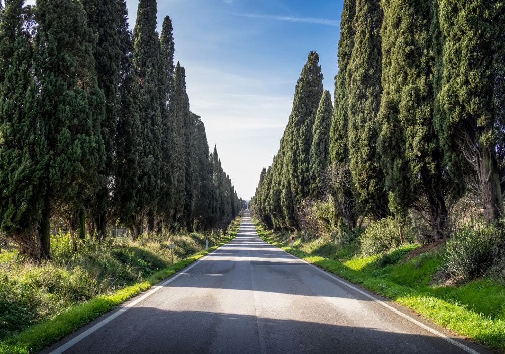 cipressi Bolgheri