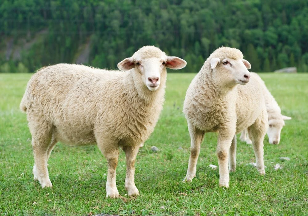 pecore allevamento pecorino